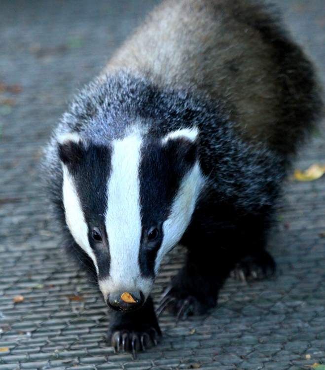 Birds, Badgers, Bees, Fishes and more