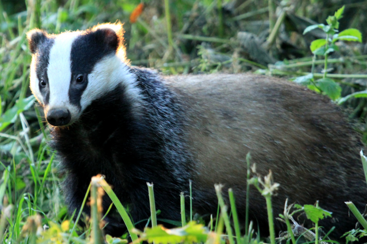 Wildlife Blog