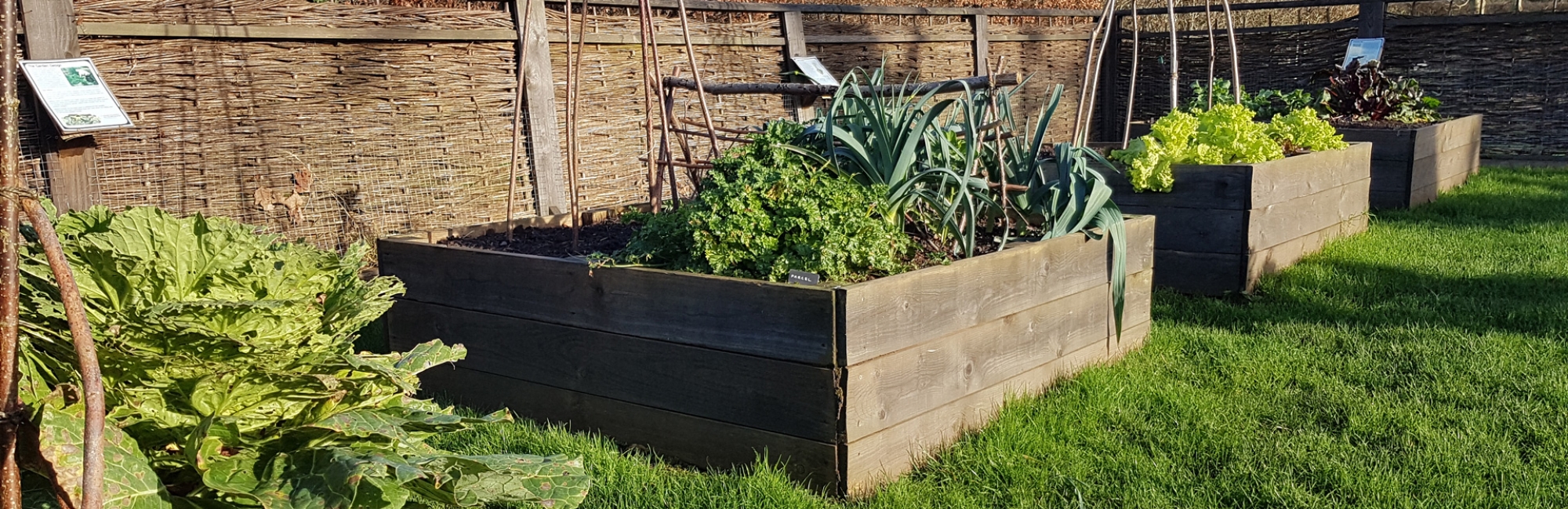 Image of the Medieval kitchen garden at Glastonbury Abbey